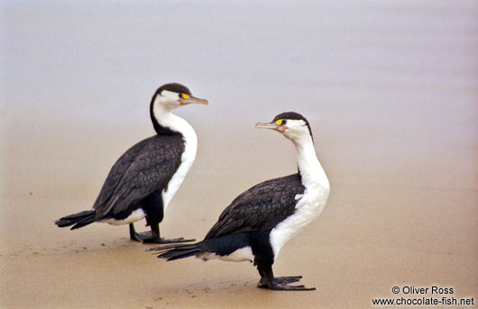 Two cormorants