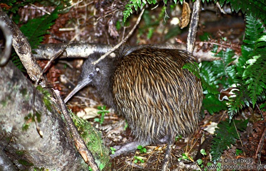 Brown Kiwi (Apteryx australis)