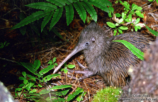 Brown Kiwi (Apteryx australis)