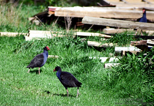 Two Pukekos on Tiritiri Matangi Island