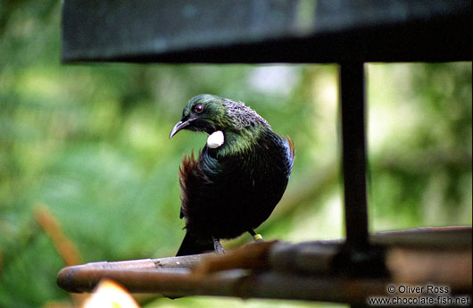 North Island Tui