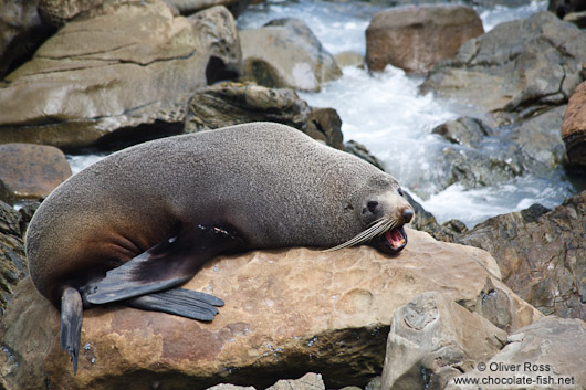 Seal on the Wairarapa coast