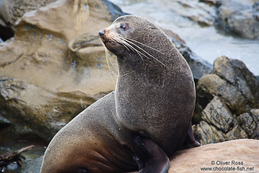 Seal on the Wairarapa coast