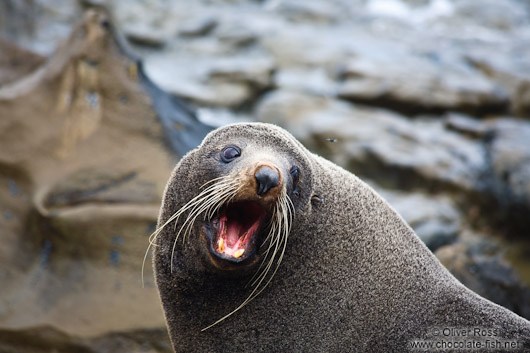 Seal on the Wairarapa coast