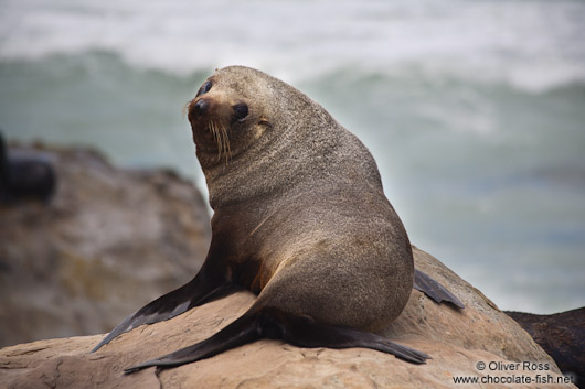 Seal on the Wairarapa coast
