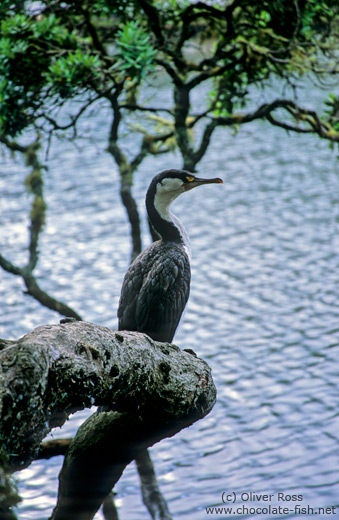 Shag in the Waitangi estuary