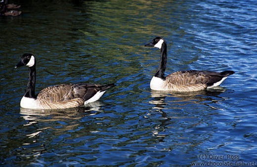 Wild geese near Wanganui