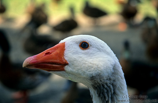 Wild goose