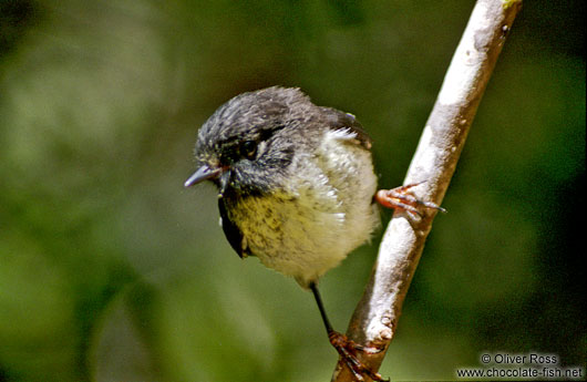 North Island Tomtit (Petroica macrocephala)