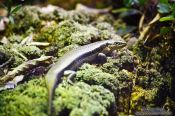 Travel photography:Falla`s Skink, New Zealand