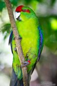 Travel photography:Kakariki parakeet, New Zealand