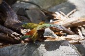 Travel photography:Kea, New Zealand