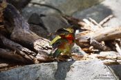 Travel photography:Kea, New Zealand