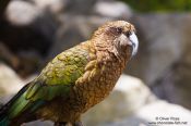 Travel photography:Kea, New Zealand