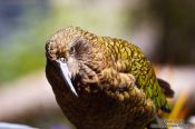 Travel photography:Kea, New Zealand