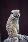 Travel photography:Auckland Zoo Meerkat, New Zealand