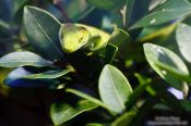 Travel photography:Northland Green Gecko, New Zealand