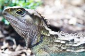 Travel photography:Tuatara, New Zealand