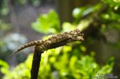 Travel photography:Forest gecko, New Zealand