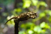Travel photography:Forest gecko, New Zealand