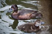 Travel photography:Papango scaup with young, New Zealand