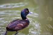 Travel photography:Papango scaup, New Zealand