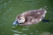 Travel photography:Juvenile papango scaup, New Zealand