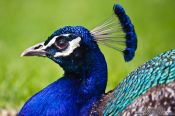 Travel photography:Peacock close-up, New Zealand