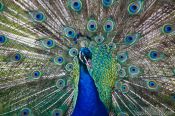 Travel photography:Peacock display, New Zealand