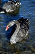 Travel photography:Black swan, New Zealand