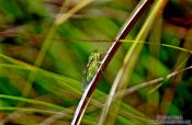 Travel photography:Cricket, New Zealand