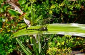 Travel photography:Dragon fly, New Zealand