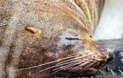 Travel photography:Seal in Dunedin harbour, New Zealand