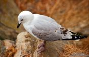 Travel photography:Gull in Dunedin harbour, New Zealand
