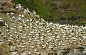 Travel photography:Gannet colony , New Zealand