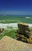 Travel photography:Gannet colony, New Zealand