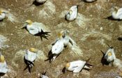 Travel photography:Gannets fighting, New Zealand