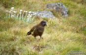 Travel photography:Mountain Kea, New Zealand