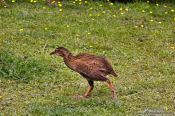 Travel photography:Weka, New Zealand