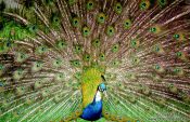 Travel photography:A Peacock, New Zealand
