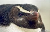 Travel photography:Fiordland Crested Penguin , New Zealand