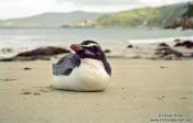 Travel photography:Fiordland Crested Penguin, New Zealand