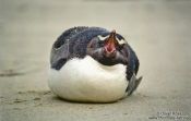 Travel photography:Fiordland Crested Penguin, New Zealand