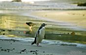 Travel photography:Yellow Eyed Penguin, New Zealand