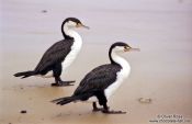 Travel photography:Two Shags, New Zealand