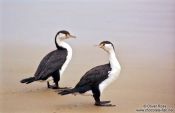 Travel photography:Two cormorants, New Zealand