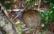 Travel photography:Brown Kiwi (Apteryx australis), New Zealand