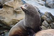Travel photography:Seal on the Wairarapa coast, New Zealand