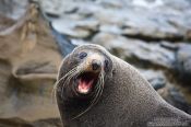 Travel photography:Seal on the Wairarapa coast, New Zealand