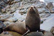 Travel photography:Seal on the Wairarapa coast, New Zealand